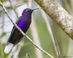 Violet Sabrewing macho