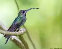 Violet Sabrewing hembra