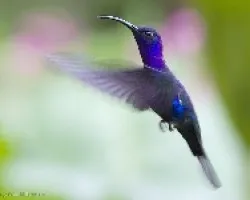 Violet Sabrewing macho