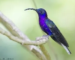 Violet Sabrewing macho