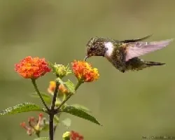 Poas Volcano Hummingbird macho