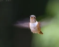 Poas Volcano Hummingbird hemba