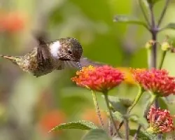 Poas Volcano Hummingbird macho