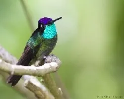 Magnificent Hummingbird macho