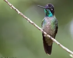 Magnificent Hummingbird macho