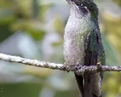 Magnificent Hummingbird hembra