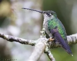 Magnificent Hummingbird hembra