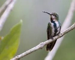 Green-breasted Mango juvenile