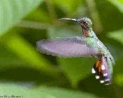 Green-breasted Mango juvenil