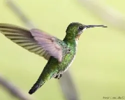 Green-breasted Mango juvenil