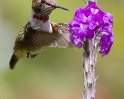 Poas Volcano Hummingbird macho