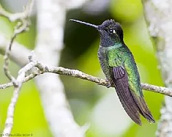 Magnificent Hummingbird macho
