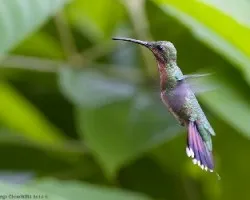 Green-breasted Mango juvenil