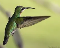 Green-breasted Mango juvenil