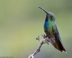 Anthracothorax prevostii