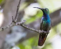 Anthracothorax prevostii