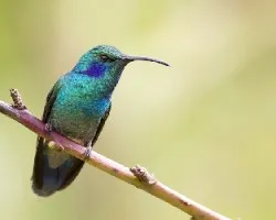 Colibri thalassinus