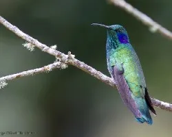 Colibri thalassinus