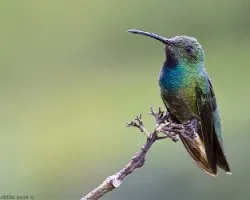 Anthracothorax prevostii