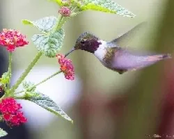 Poas Volcano Hummingbird macho