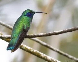 Colibri thalassinus