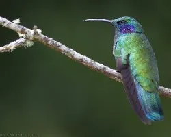 Colibri thalassinus