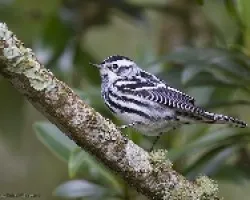 Black-and-white Warbler