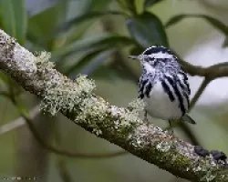Black-and-white Warbler