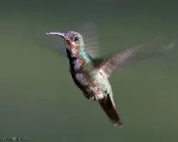 Green-breasted Mango juvenil
