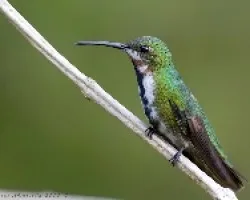 Green-breasted Mango juvenil