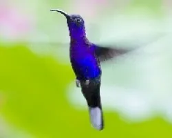 Violet Sabrewing macho