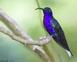 Violet Sabrewing macho
