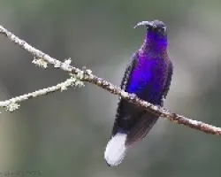 Violet Sabrewing macho