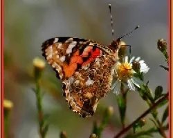 Cynthia cardui Linneo