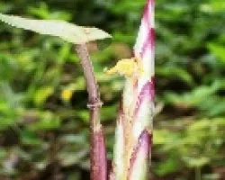Platanilla