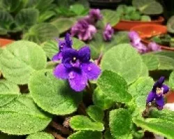 Violeta