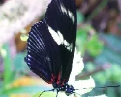 Mariposa
