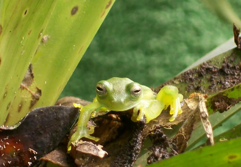 Foto