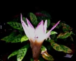 Platanilla 1