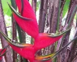 Heliconia