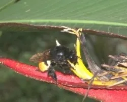 Insecto
