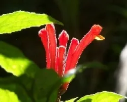 flor1