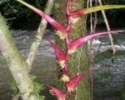 flor2