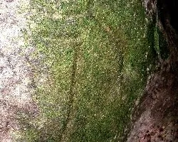 Petroglifo Extraterrestre
