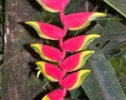 heliconia