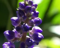 Flor morada