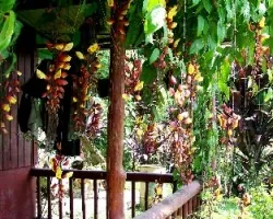Corredor con flores