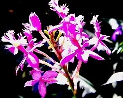 E.radicans