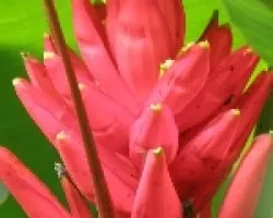 Flor
