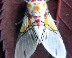 Mariposa 2